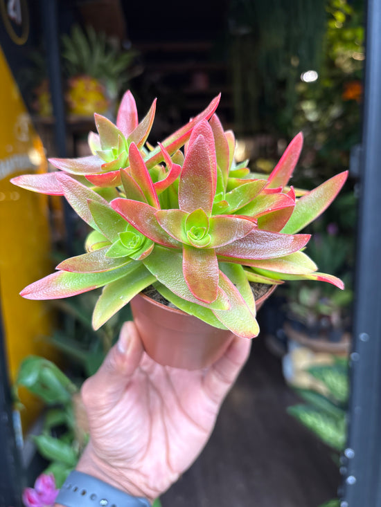 A Crassula Capitella Campfire plant in front of Urban Tropicana’s Plant Shop in Chiswick London
