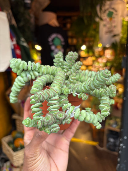 Crassula marnieriana ‘Hottentot’ succulent in 11cm pot outside Urban Tropicana plant shop in Chiswick, London