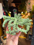 Crassula marnieriana ‘Hottentot’ succulent in 11cm pot outside Urban Tropicana plant shop in Chiswick, London
