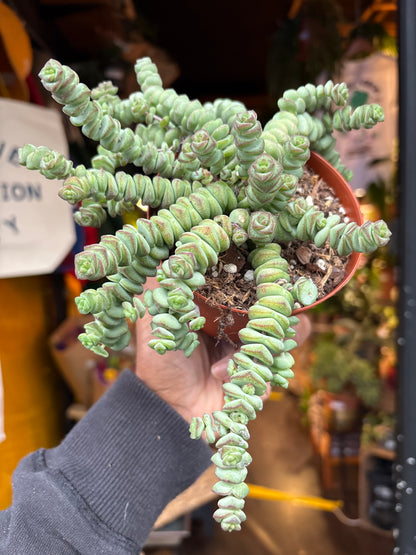 Crassula marnieriana ‘Hottentot’ succulent in 11cm pot outside Urban Tropicana plant shop in Chiswick, London