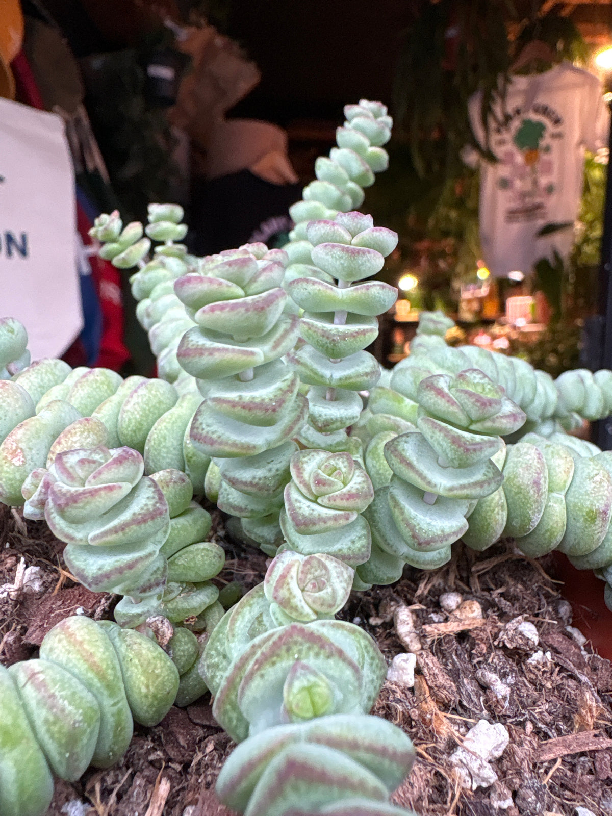 Crassula marnieriana ‘Hottentot’ succulent in 11cm pot outside Urban Tropicana plant shop in Chiswick, London
