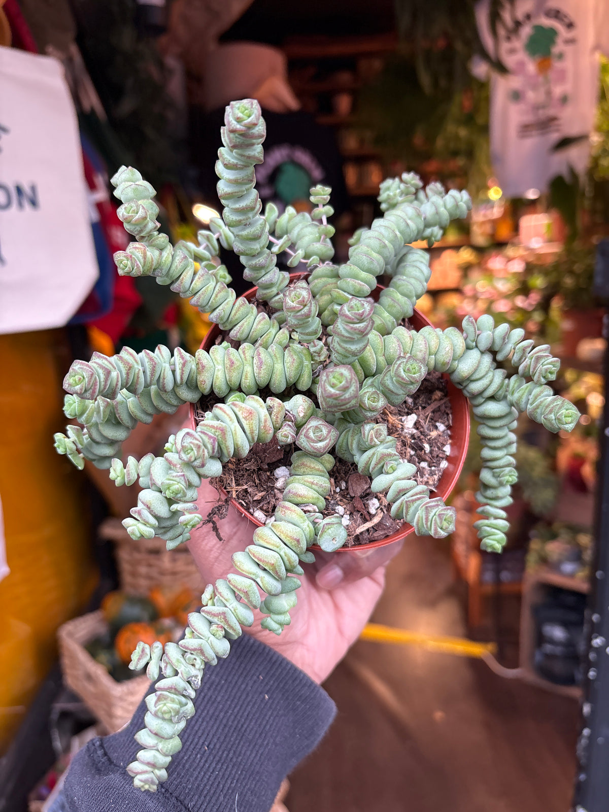 Crassula marnieriana ‘Hottentot’ succulent in 11cm pot outside Urban Tropicana plant shop in Chiswick, London