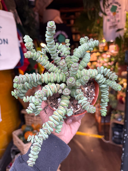 Crassula marnieriana ‘Hottentot’ succulent in 11cm pot outside Urban Tropicana plant shop in Chiswick, London