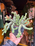 Crassula marnieriana ‘Hottentot’ succulent in 12cm pot outside Urban Tropicana plant shop in Chiswick, London