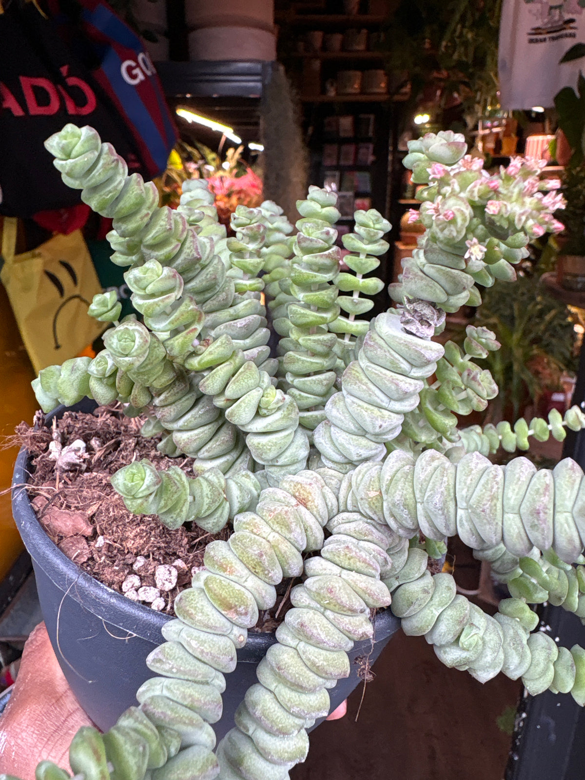Crassula marnieriana ‘Hottentot’ succulent in 12cm pot outside Urban Tropicana plant shop in Chiswick, London