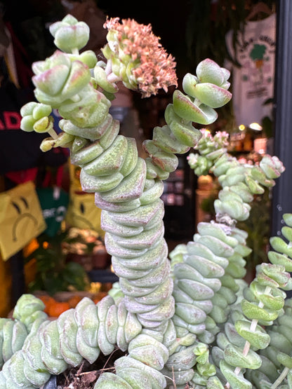 Crassula marnieriana ‘Hottentot’ succulent in 12cm pot outside Urban Tropicana plant shop in Chiswick, London