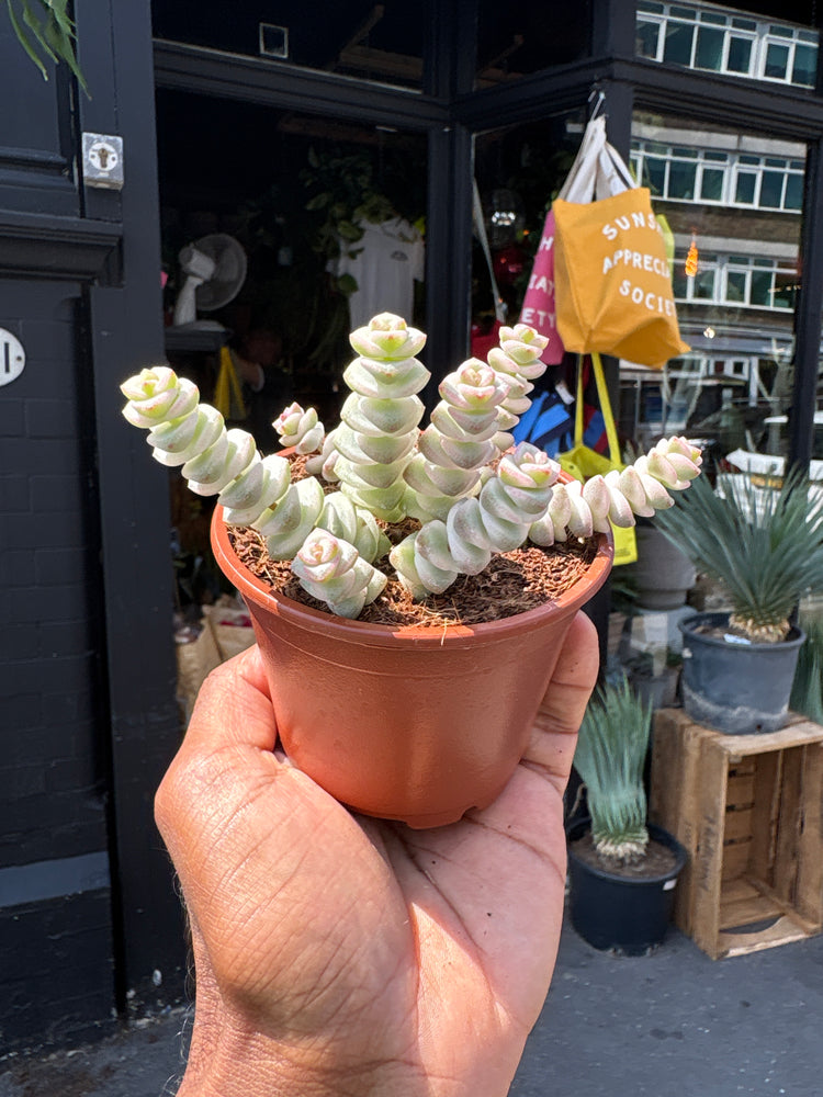 Crassula Marnieriana Variegata, also known as Variegated Jade Necklace, Baby’s Necklace, or Worm Plant, outside Urban Tropicana, a houseplant store in Chiswick, London