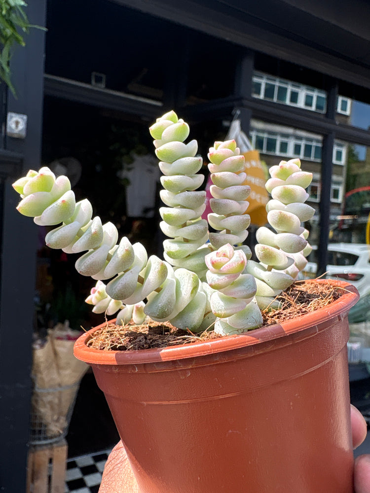 Crassula Marnieriana Variegata, also known as Variegated Jade Necklace, Baby’s Necklace, or Worm Plant, outside Urban Tropicana, a houseplant store in Chiswick, London