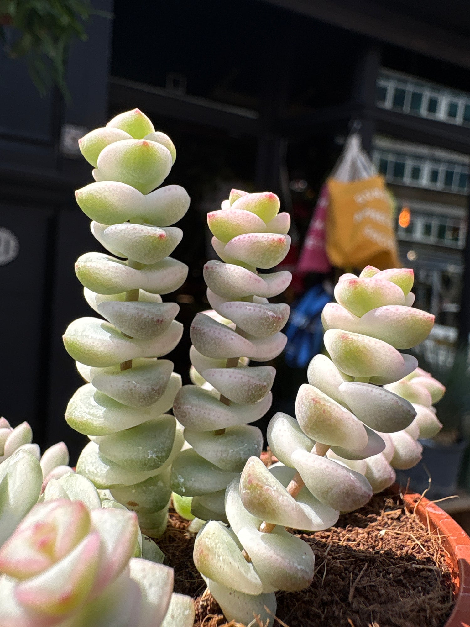Crassula Marnieriana Variegata, also known as Variegated Jade Necklace, Baby’s Necklace, or Worm Plant, outside Urban Tropicana, a houseplant store in Chiswick, London