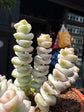 Crassula Marnieriana Variegata, also known as Variegated Jade Necklace, Baby’s Necklace, or Worm Plant, outside Urban Tropicana, a houseplant store in Chiswick, London