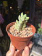 Crassula ‘Moonglow’ succulent outside Urban Tropicana plant shop in Chiswick, London