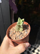 Crassula ‘Moonglow’ succulent outside Urban Tropicana plant shop in Chiswick, London