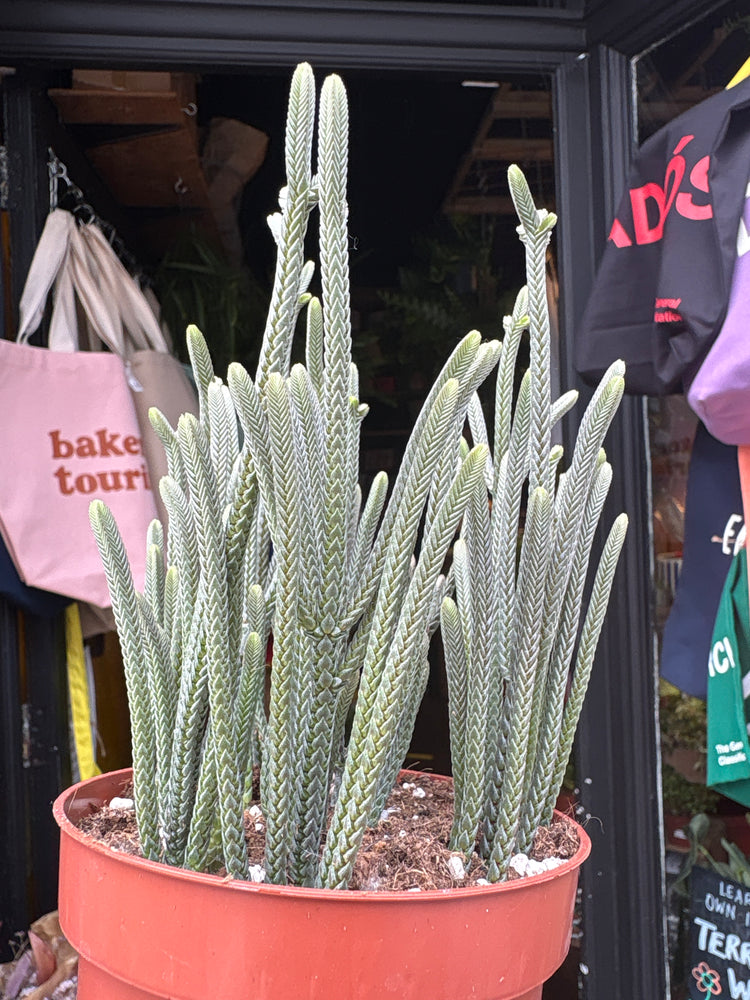 
A Crassula Muscosa ‘Harmony in Green’ plant in front of Urban Tropicana’s plant shop in Chiswick, London