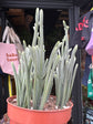 
A Crassula Muscosa ‘Harmony in Green’ plant in front of Urban Tropicana’s plant shop in Chiswick, London