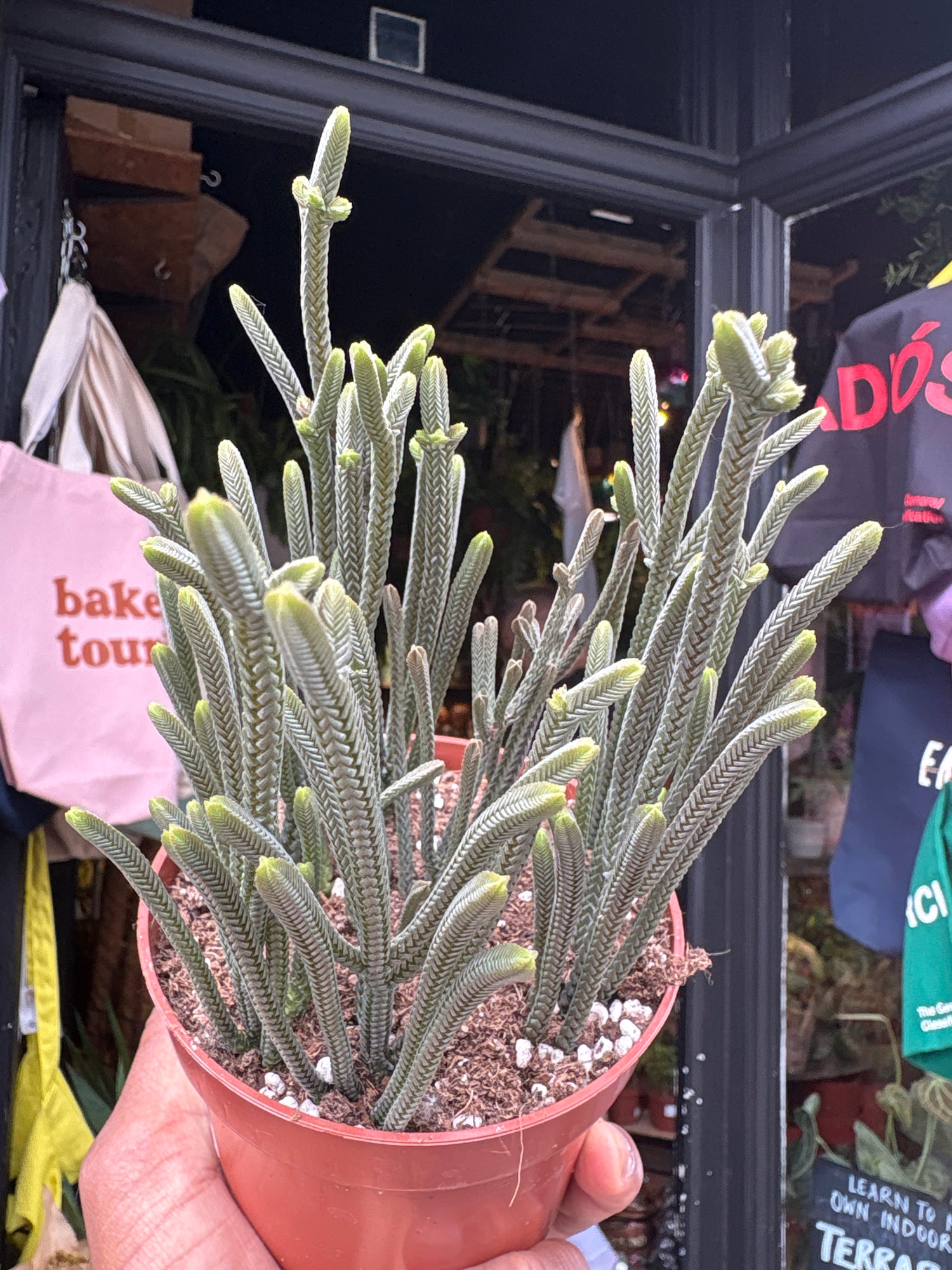 
A Crassula Muscosa ‘Harmony in Green’ plant in front of Urban Tropicana’s plant shop in Chiswick, London