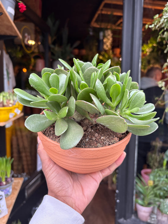 A Crassula Ovata plant in front of Urban Tropicana’s Plant Shop in Chiswick London