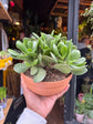 A Crassula Ovata plant in front of Urban Tropicana’s Plant Shop in Chiswick London