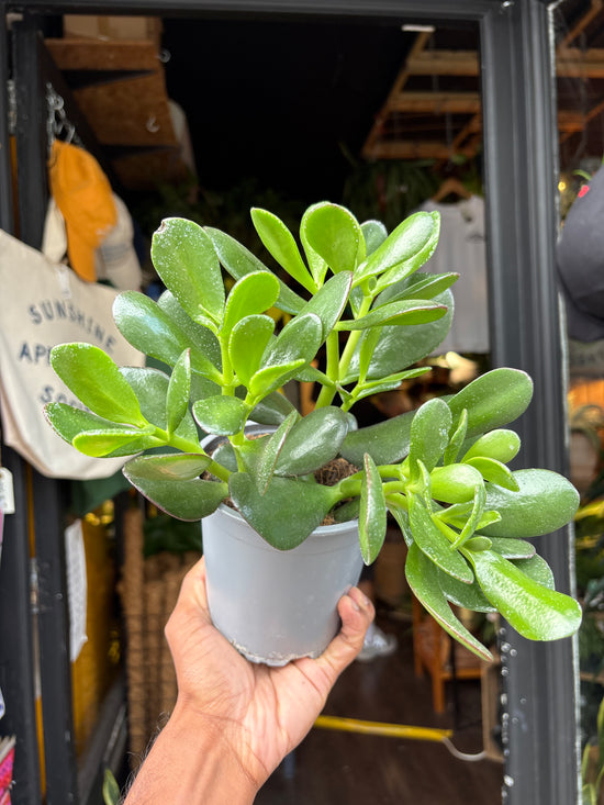 Crassula ovata (Jade Plant) succulent in 13cm pot outside Urban Tropicana plant shop in Chiswick, London