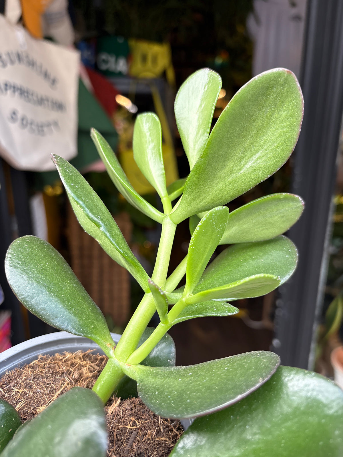 Crassula ovata (Jade Plant) succulent in 13cm pot outside Urban Tropicana plant shop in Chiswick, London