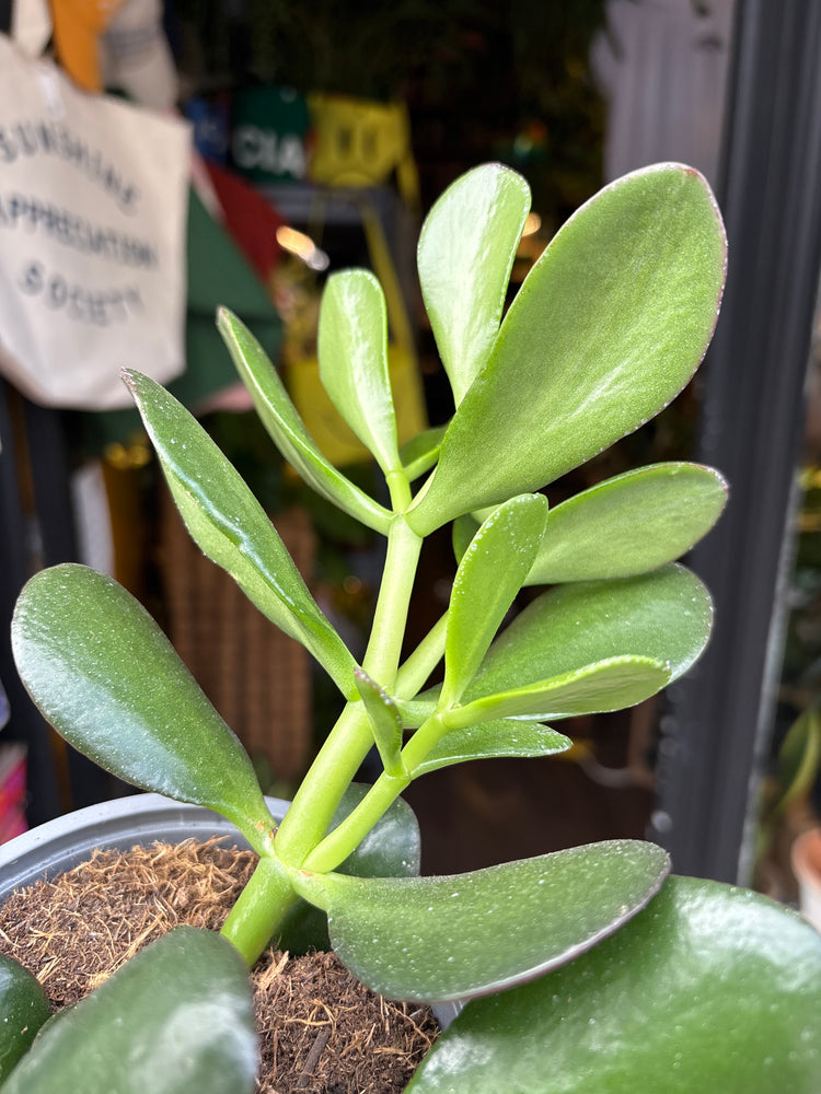 Crassula ovata (Jade Plant) succulent in 13cm pot outside Urban Tropicana plant shop in Chiswick, London