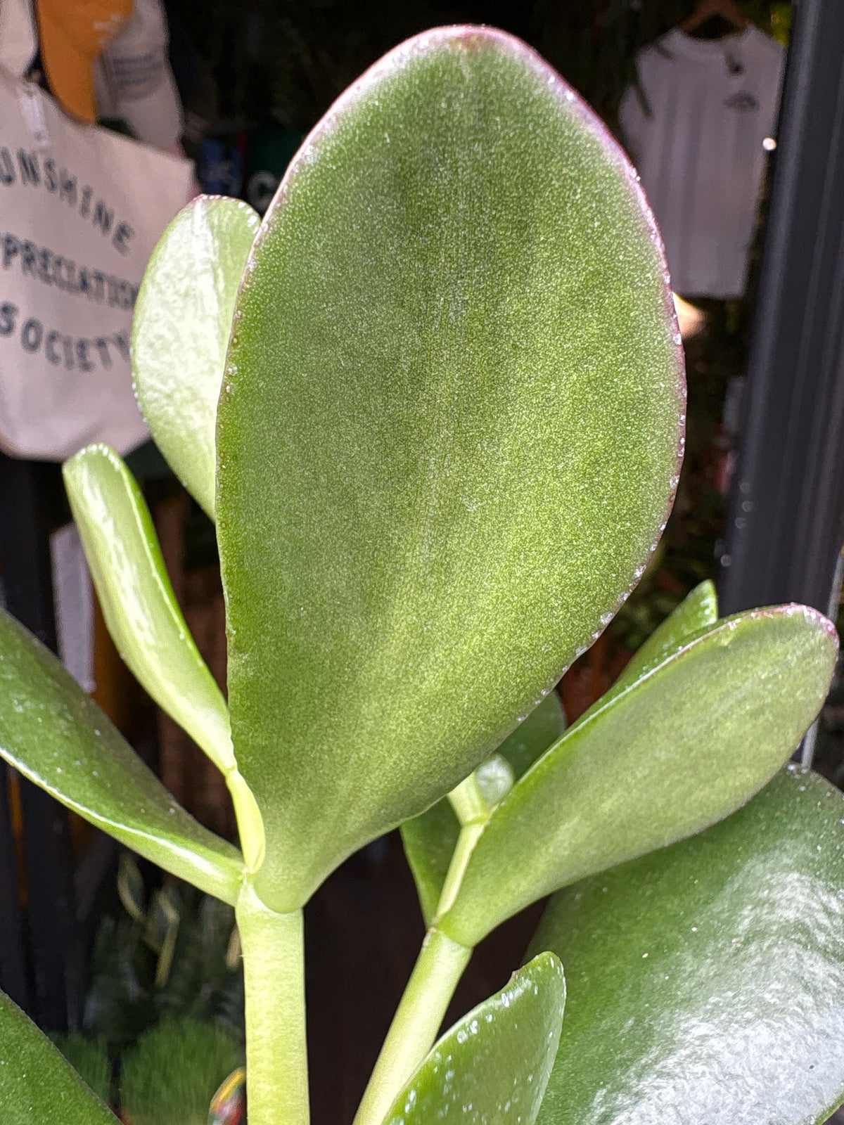 Crassula ovata (Jade Plant) succulent in 13cm pot outside Urban Tropicana plant shop in Chiswick, London
