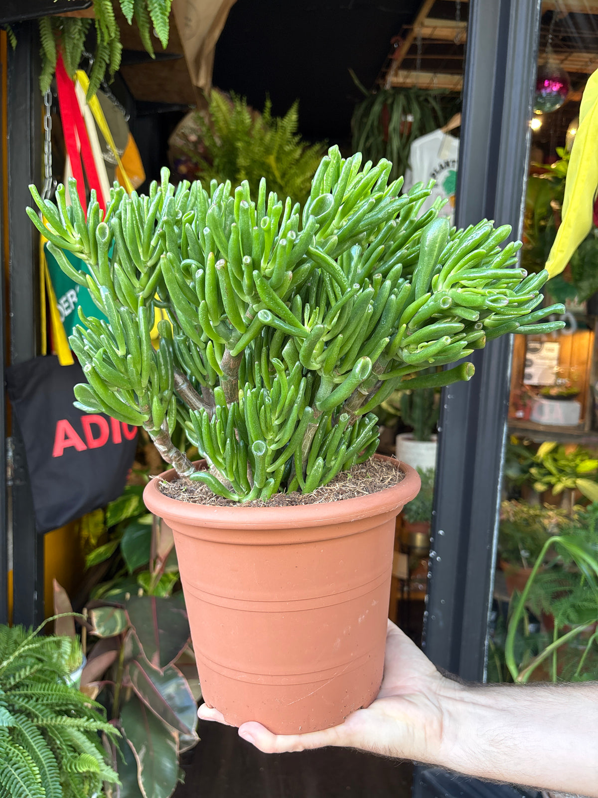 Crassula ovata ‘Hobbit’ (Hobbit Jade Plant) in 22cm pot outside Urban Tropicana plant shop in Chiswick, London