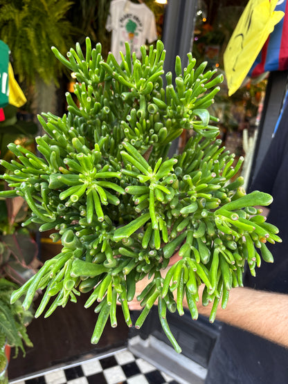 Crassula ovata ‘Hobbit’ (Hobbit Jade Plant) in 22cm pot outside Urban Tropicana plant shop in Chiswick, London