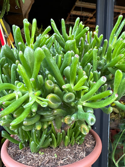 Crassula ovata ‘Hobbit’ (Hobbit Jade Plant) in 22cm pot outside Urban Tropicana plant shop in Chiswick, London