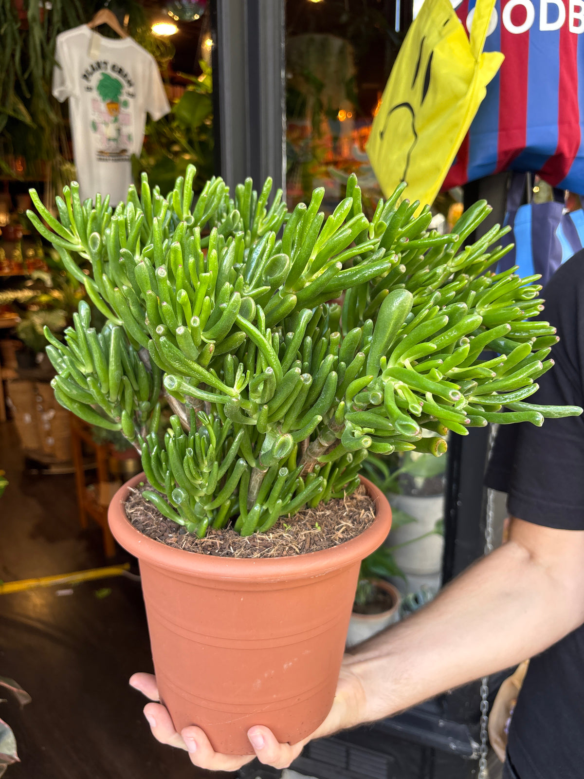 Crassula ovata ‘Hobbit’ (Hobbit Jade Plant) in 22cm pot outside Urban Tropicana plant shop in Chiswick, London