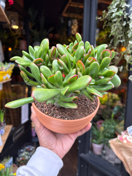 A Crassula Ovata Sunset plant in front of Urban Tropicana’s Plant Shop in Chiswick London