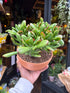 A Crassula Ovata Sunset plant in front of Urban Tropicana’s Plant Shop in Chiswick London
