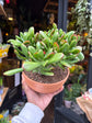 A Crassula Ovata Sunset plant in front of Urban Tropicana’s Plant Shop in Chiswick London