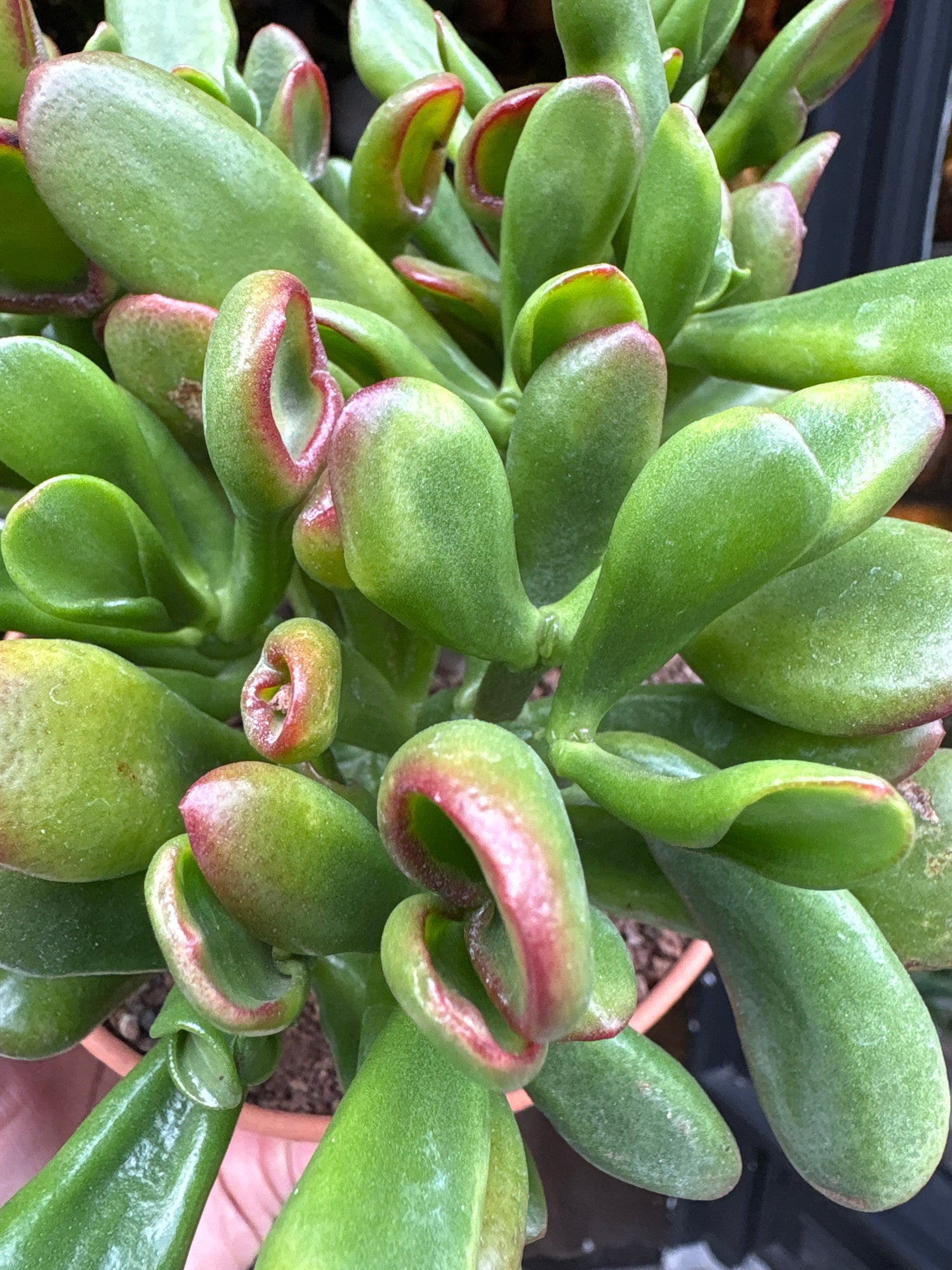 A Crassula Ovata Sunset plant in front of Urban Tropicana’s Plant Shop in Chiswick London