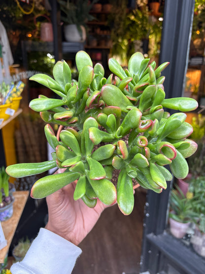 A Crassula Ovata Sunset plant in front of Urban Tropicana’s Plant Shop in Chiswick London