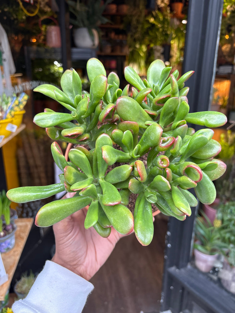 A Crassula Ovata Sunset plant in front of Urban Tropicana’s Plant Shop in Chiswick London