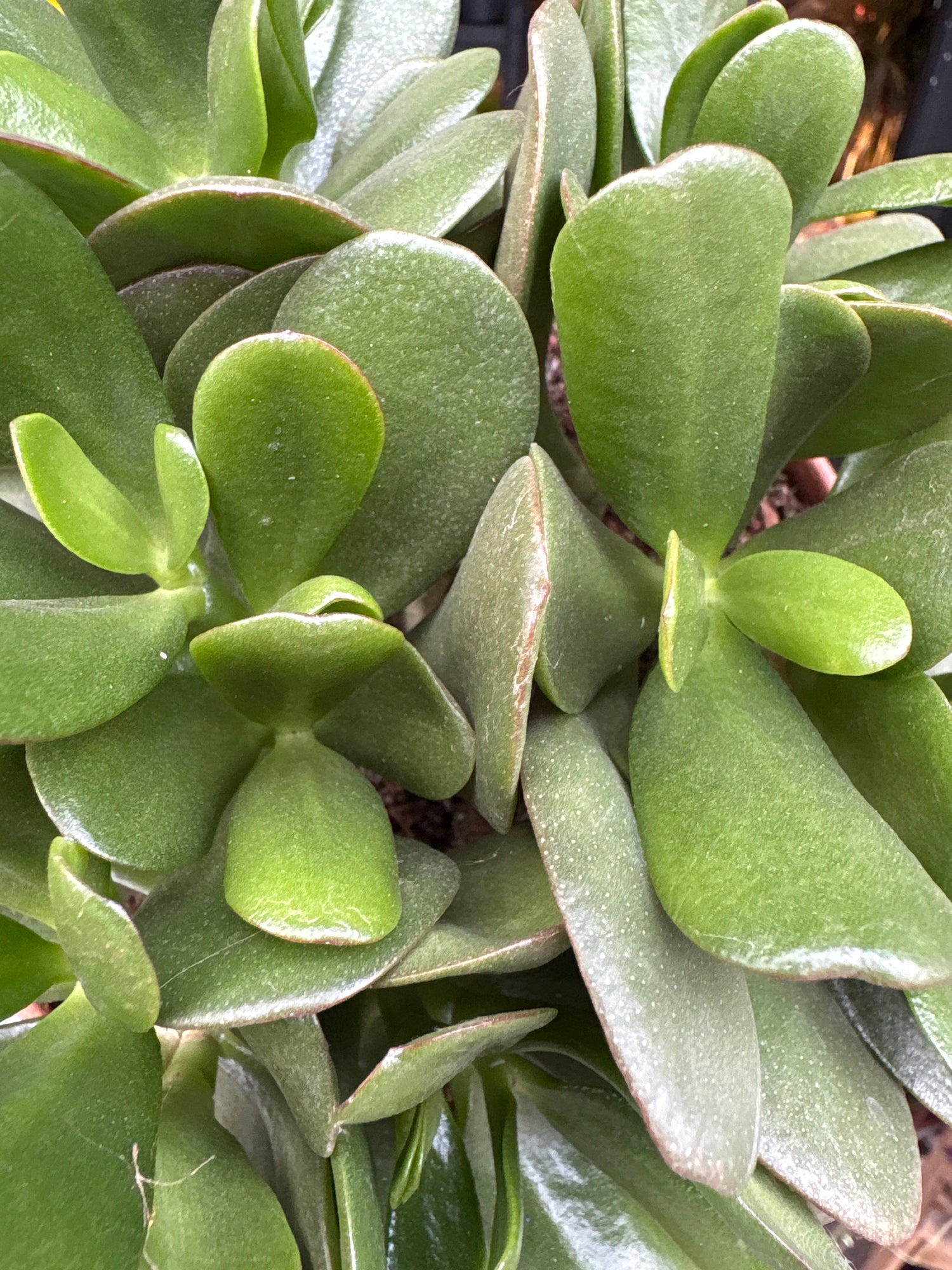 A Crassula Ovata plant in front of Urban Tropicana’s Plant Shop in Chiswick London