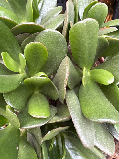 A Crassula Ovata plant in front of Urban Tropicana’s Plant Shop in Chiswick London