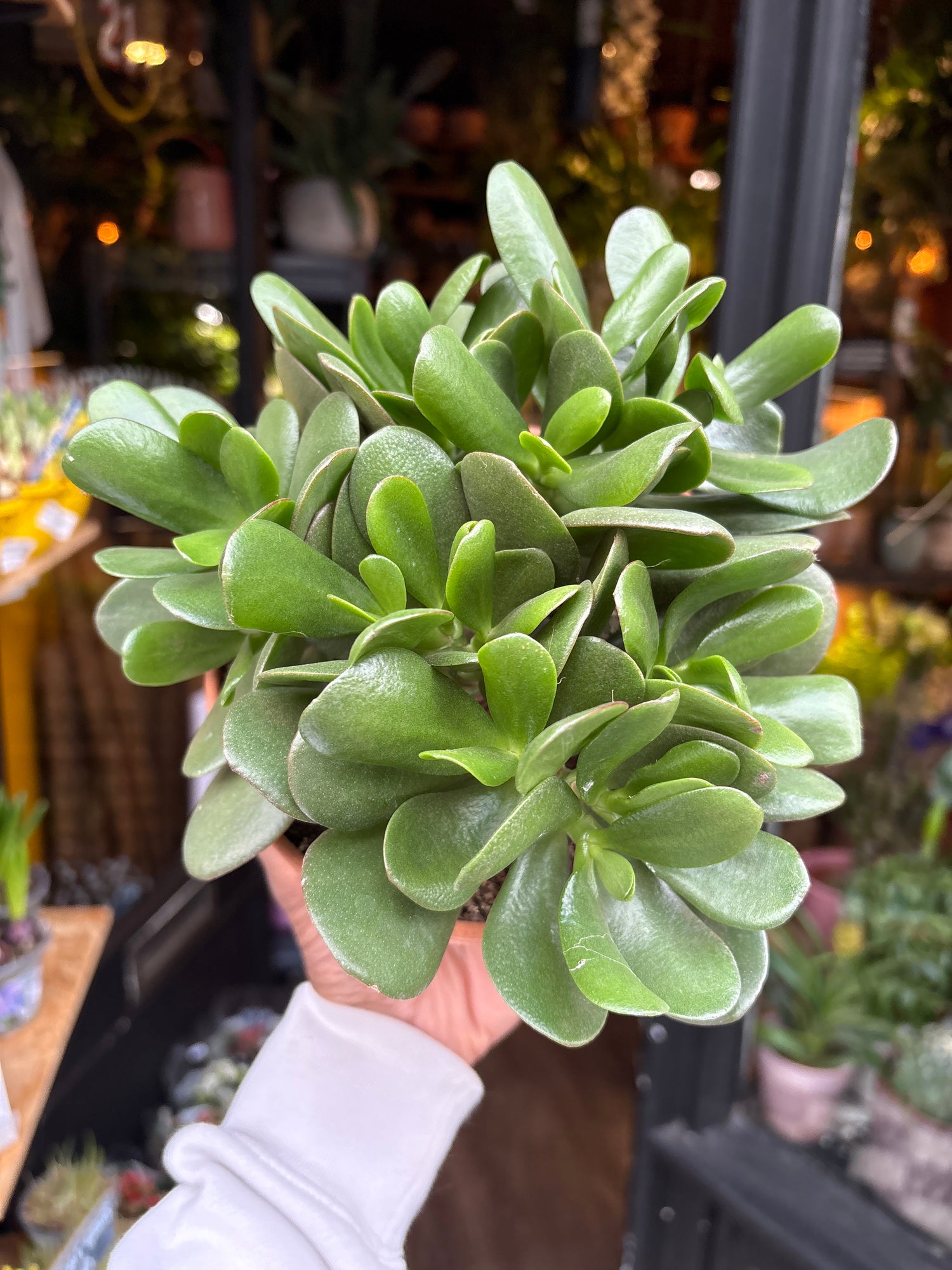 A Crassula Ovata plant in front of Urban Tropicana’s Plant Shop in Chiswick London