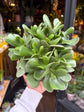 A Crassula Ovata plant in front of Urban Tropicana’s Plant Shop in Chiswick London