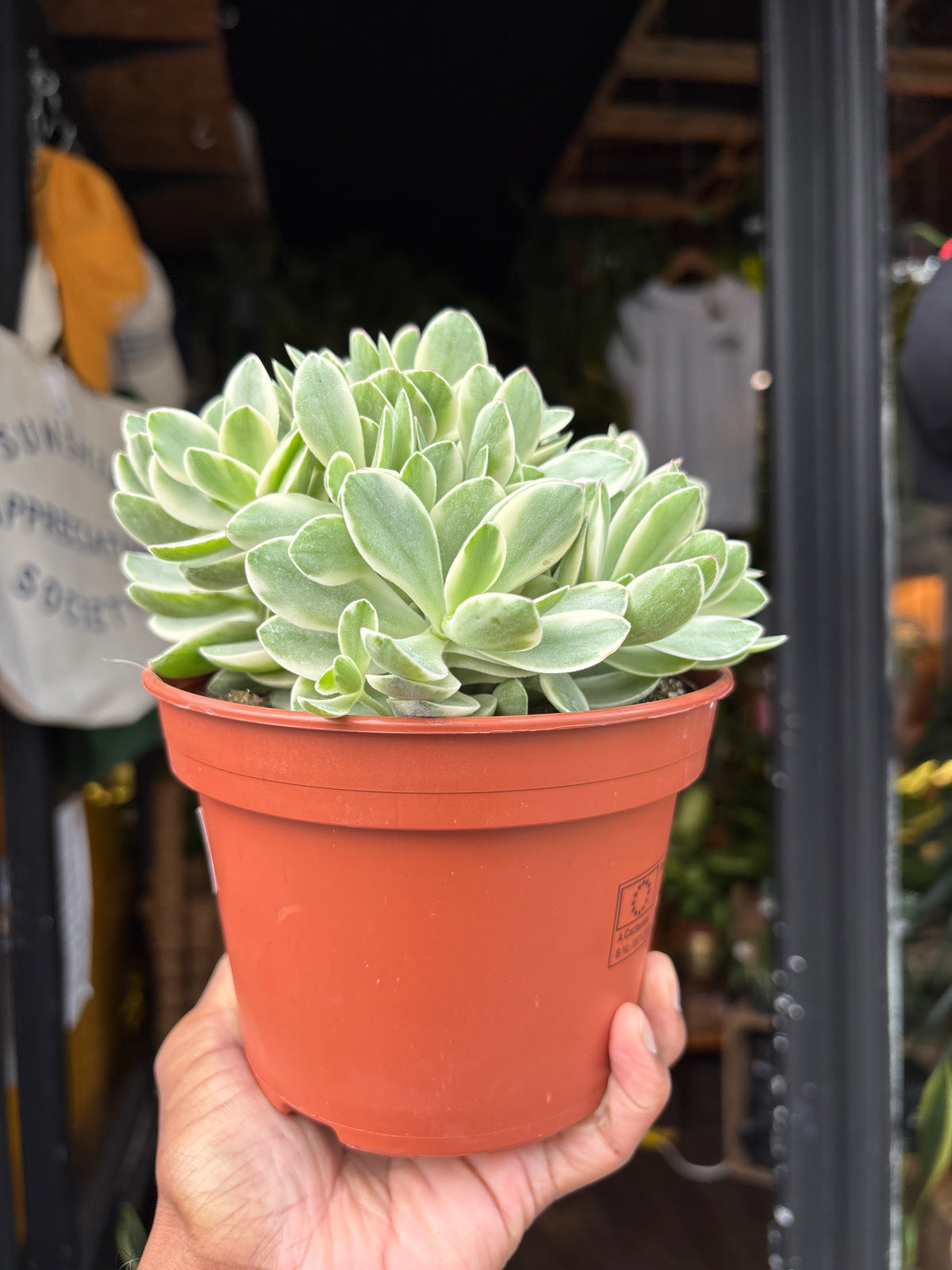 Crassula ‘Rusby Variegata’ succulent in 15cm pot outside Urban Tropicana plant shop in Chiswick, London