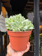Crassula ‘Rusby Variegata’ succulent in 15cm pot outside Urban Tropicana plant shop in Chiswick, London