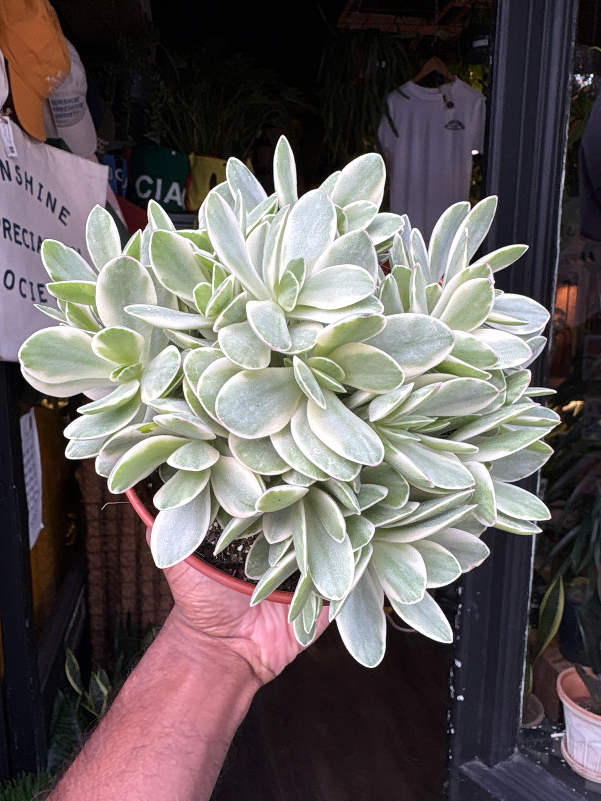 Crassula ‘Rusby Variegata’ succulent in 15cm pot outside Urban Tropicana plant shop in Chiswick, London