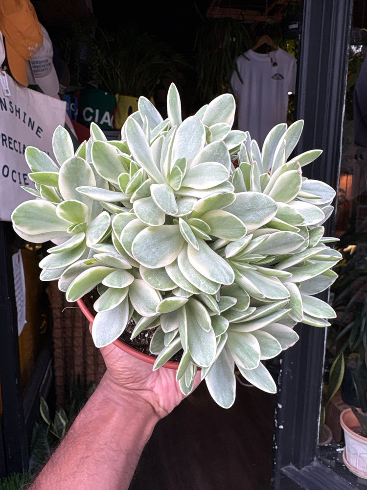 Crassula ‘Rusby Variegata’ succulent in 15cm pot outside Urban Tropicana plant shop in Chiswick, London