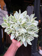 Crassula ‘Rusby Variegata’ succulent in 15cm pot outside Urban Tropicana plant shop in Chiswick, London