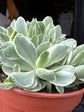 Crassula ‘Rusby Variegata’ succulent in 15cm pot outside Urban Tropicana plant shop in Chiswick, London