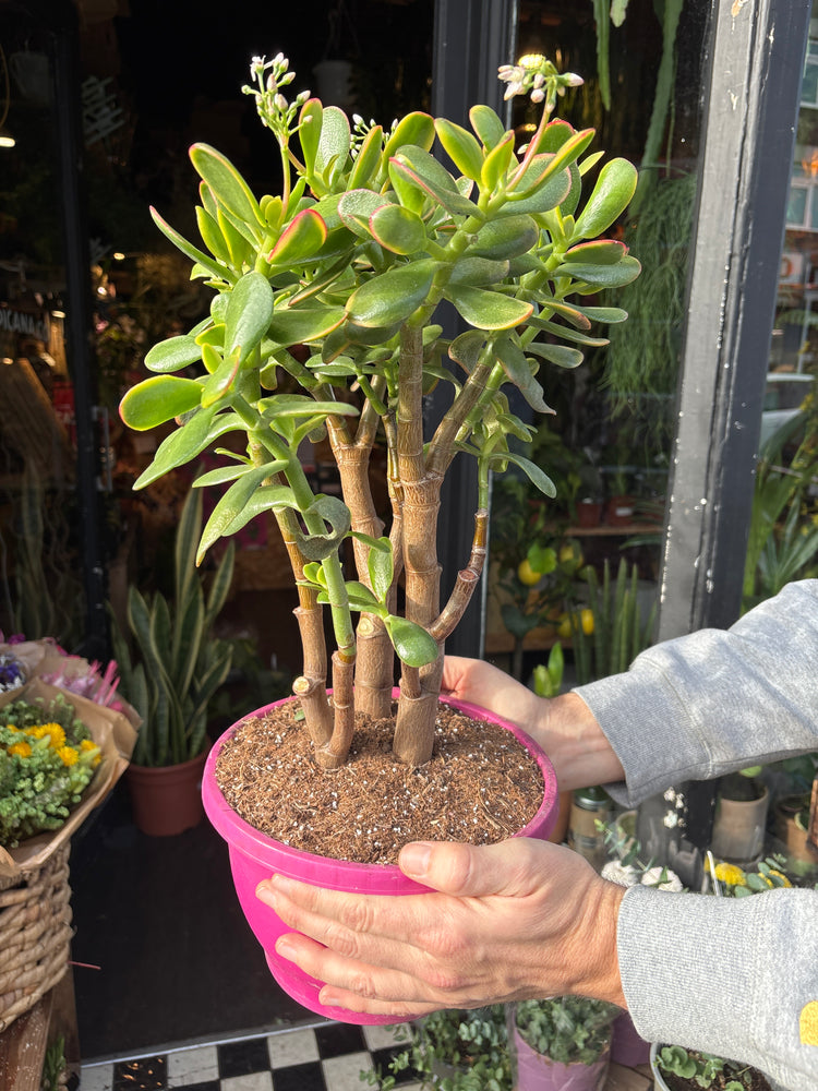 A Crassula Sunset plant in front of Urban Tropicana&