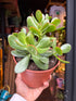 A Crassula Sunset plant in front of Urban Tropicana’s Plant Shop in Chiswick London