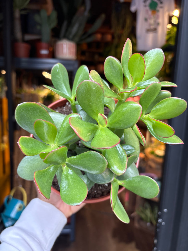 A Crassula Sunset plant in front of Urban Tropicana’s Plant Shop in Chiswick London