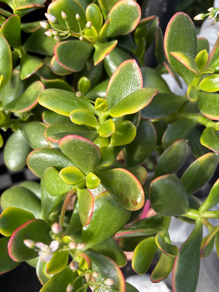 A Crassula Sunset plant in front of Urban Tropicana&