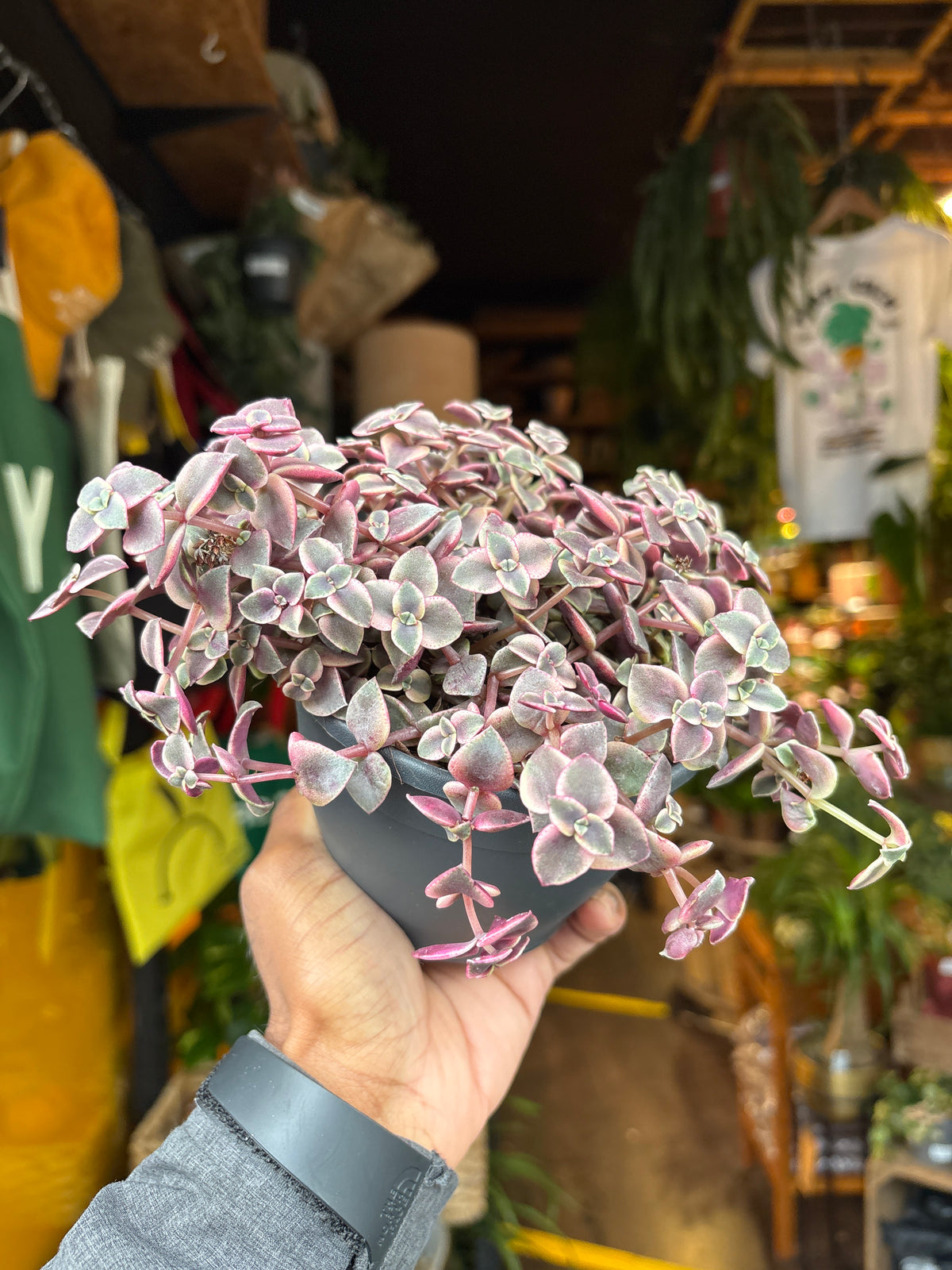 Crassula marginalis minuta succulent in 12cm pot outside Urban Tropicana plant shop in Chiswick, London